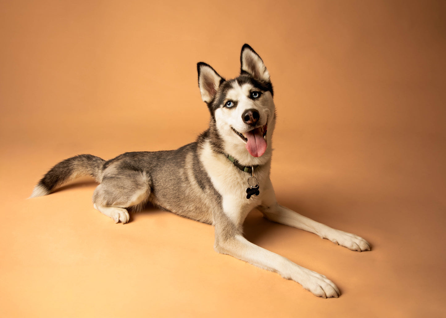 PHOTOSBYJEN Gift Card  - 1 Hr Pet Photography Shoot with Dean
