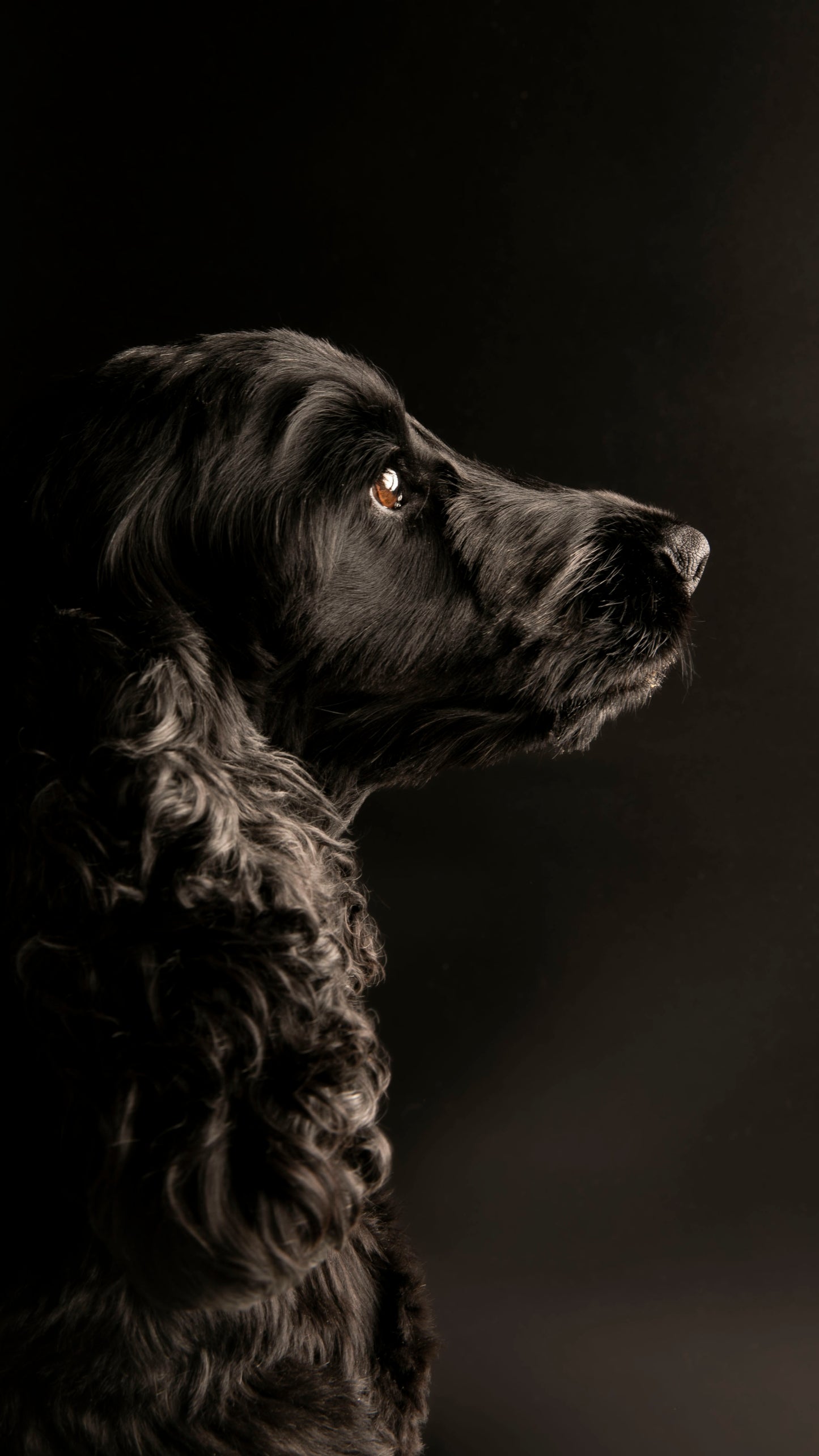 PHOTOSBYJEN Gift Card  - 1 Hr Pet Photography Shoot with Dean